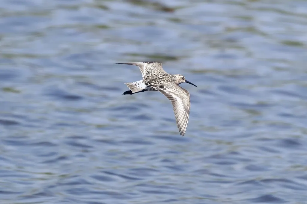 弯嘴滨鹬(Calidris ferruginea)