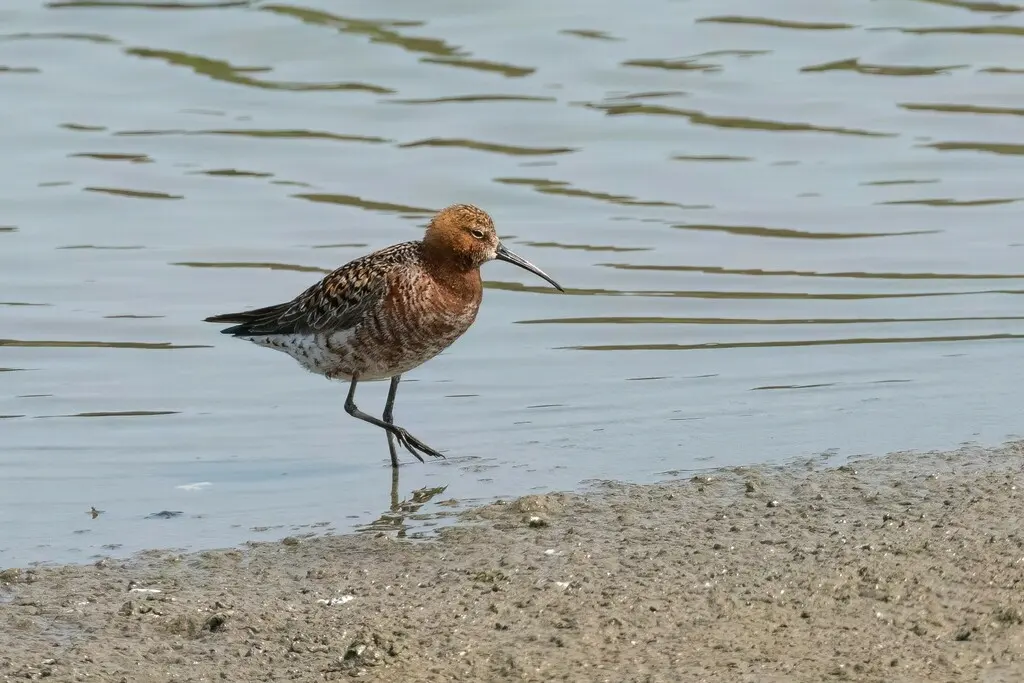 弯嘴滨鹬(Calidris ferruginea)