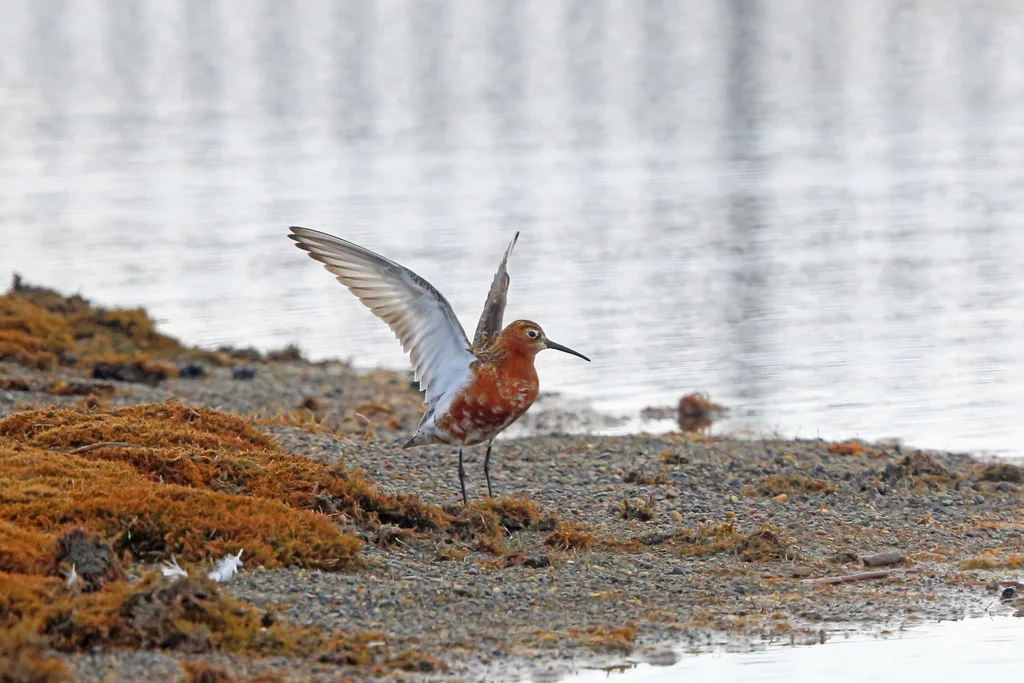 弯嘴滨鹬(Calidris ferruginea)