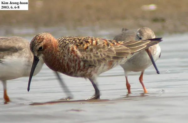 弯嘴滨鹬(Calidris ferruginea)