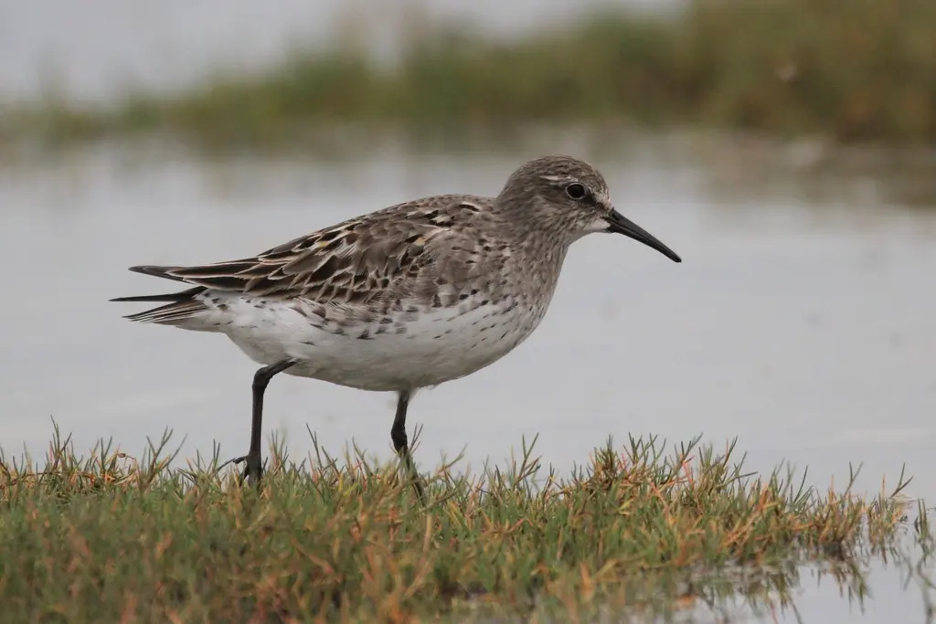白腰滨鹬（Calidris fuscicollis）