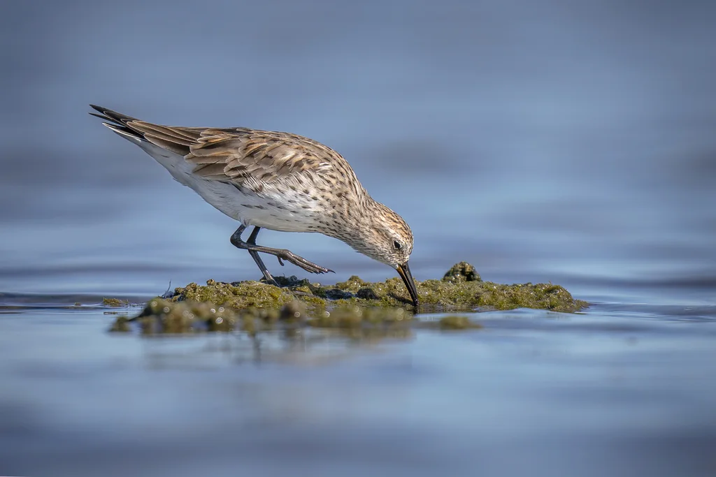 白腰滨鹬（Calidris fuscicollis）