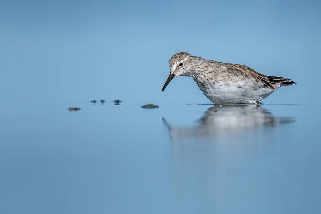 白腰滨鹬（Calidris fuscicollis）