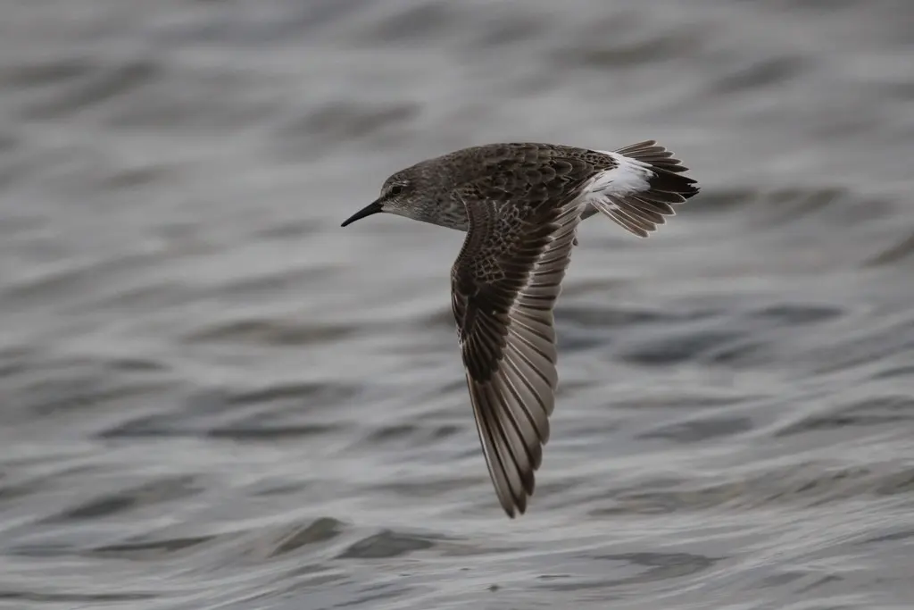 白腰滨鹬(Calidris fuscicollis)
