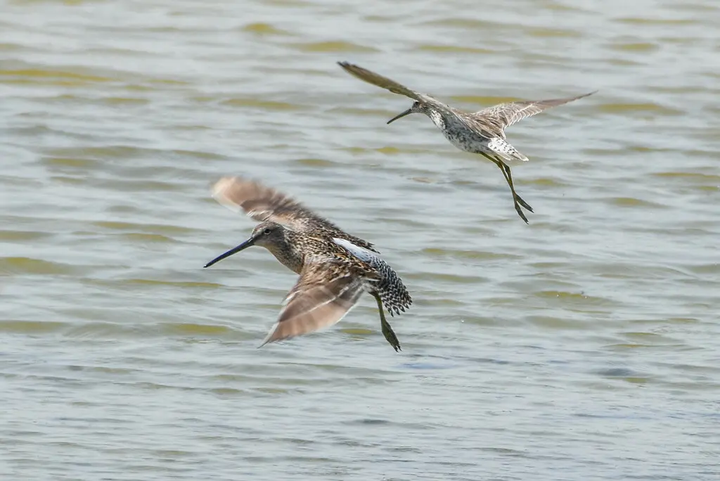 高跷鹬(Calidris himantopus)
