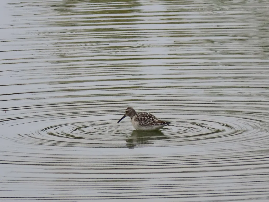 高跷鹬(Calidris himantopus)