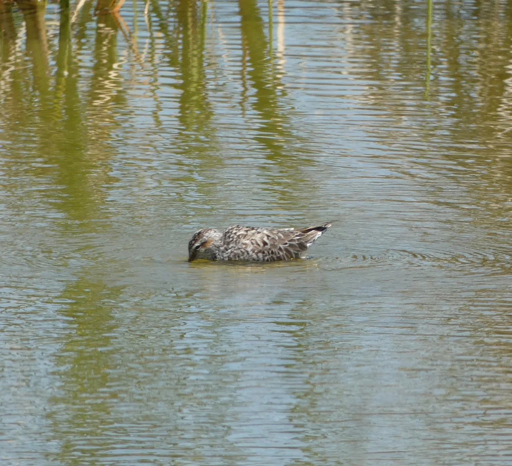 高跷鹬(Calidris himantopus)