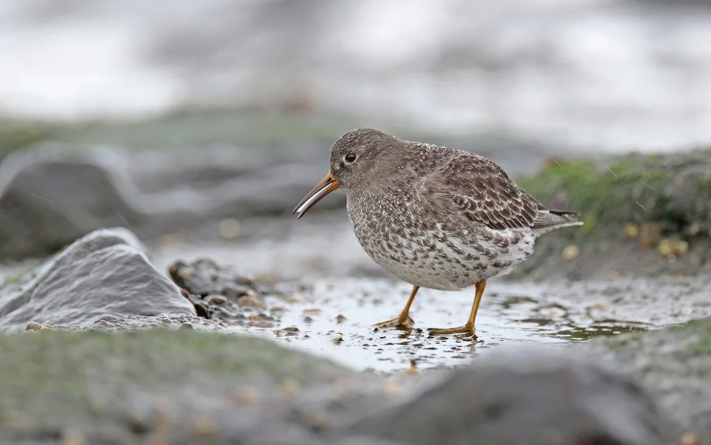 紫滨鹬(Calidris maritima)