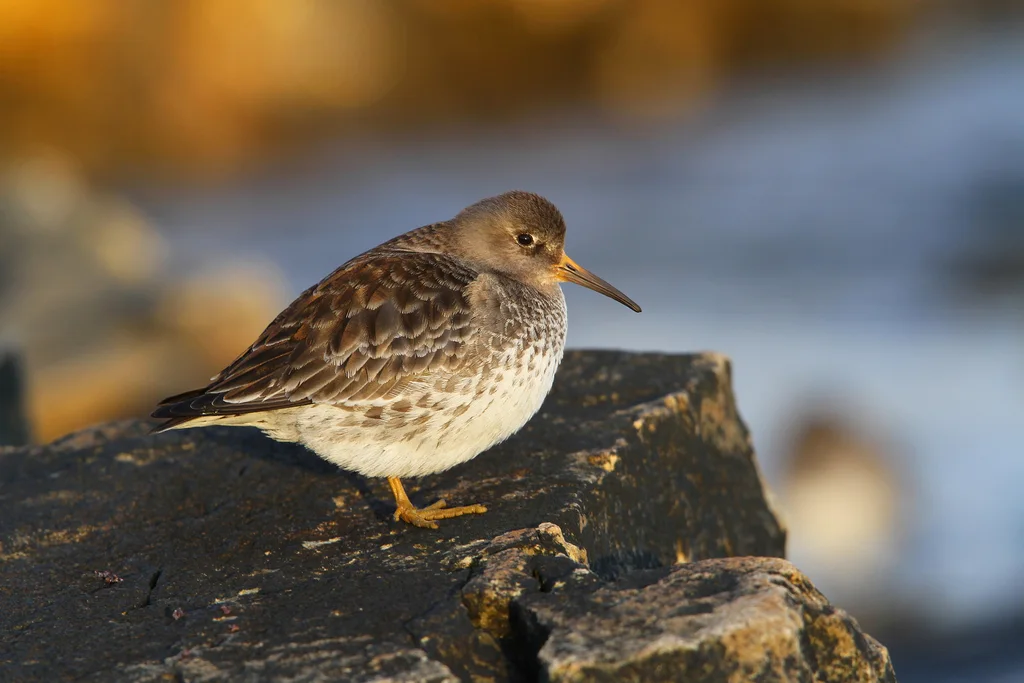 紫滨鹬(Calidris maritima)