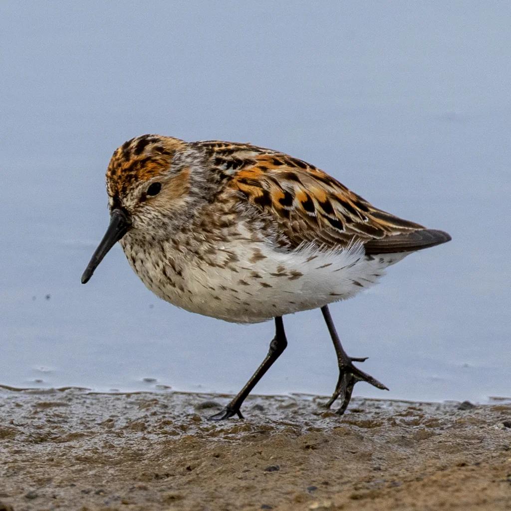 西方滨鹬（Calidris mauri）