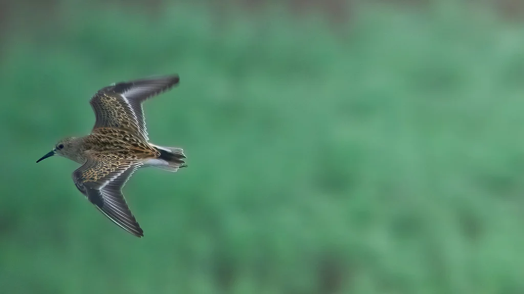 西方滨鹬（Calidris mauri）