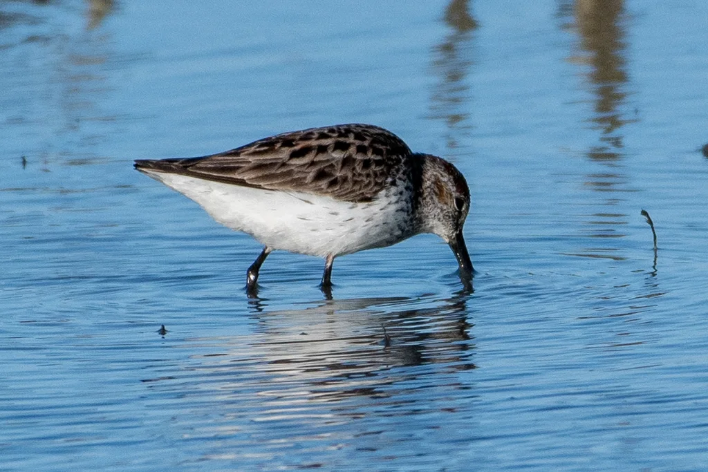 西方滨鹬（Calidris mauri）
