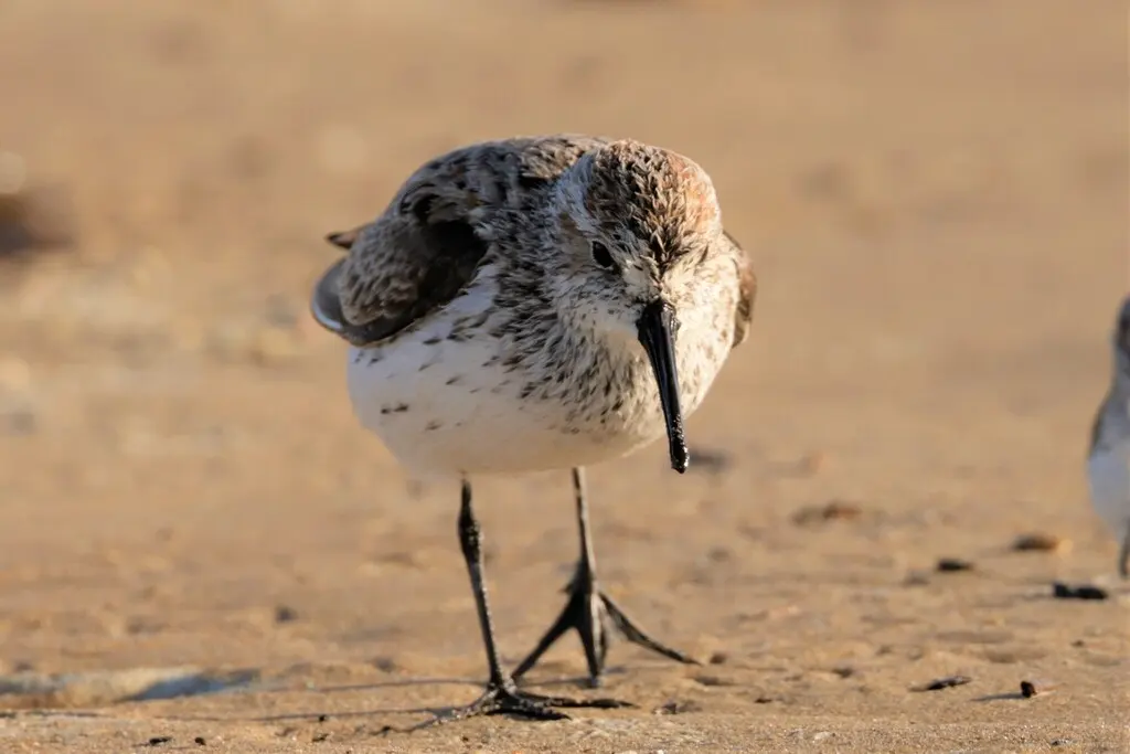 西方滨鹬（Calidris mauri）