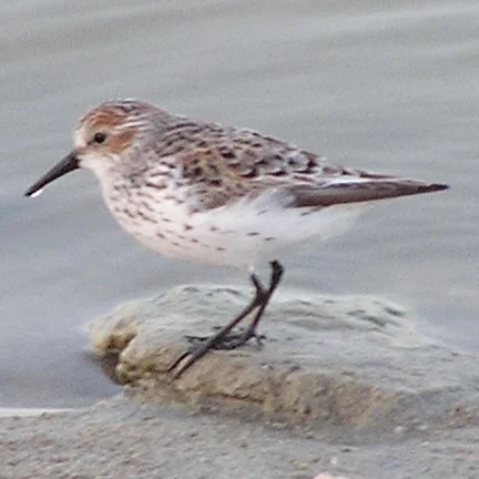 西方滨鹬（Calidris mauri）