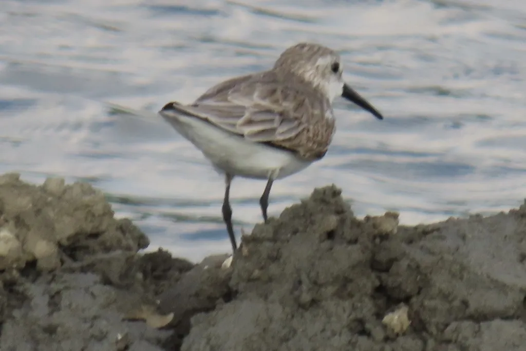 西方滨鹬（Calidris mauri）