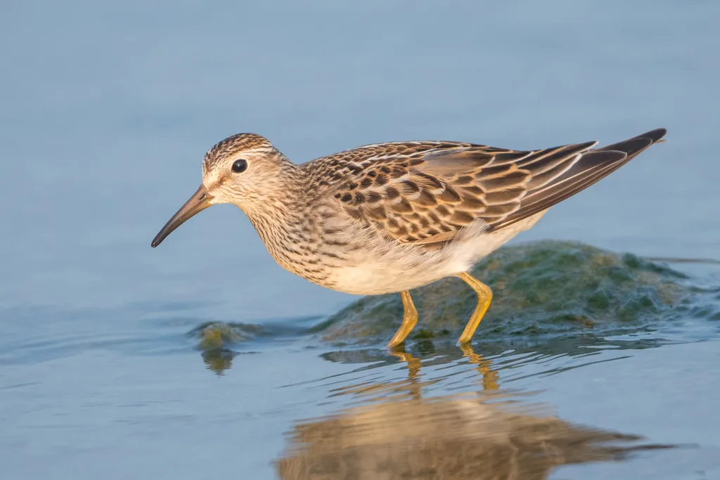 斑胸滨鹬(Calidris melanotos)