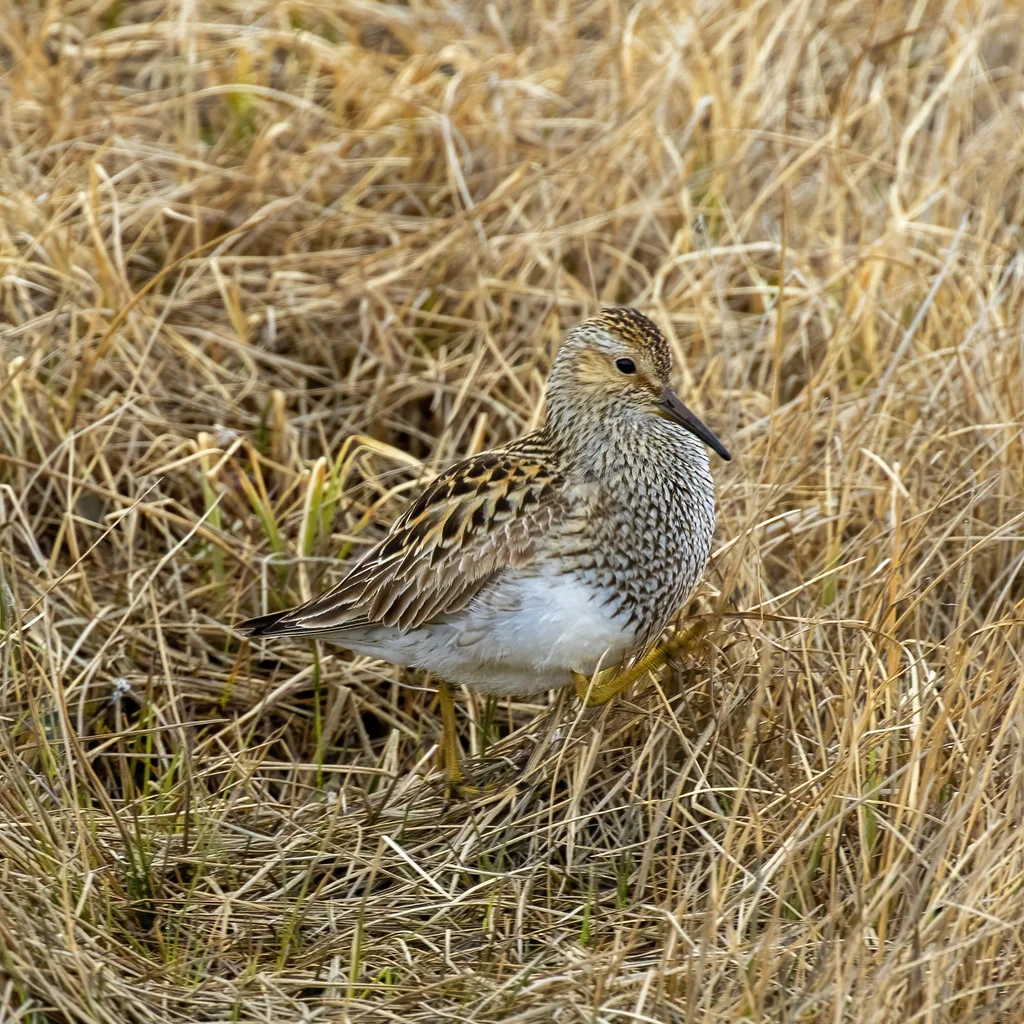 斑胸滨鹬(Calidris melanotos)