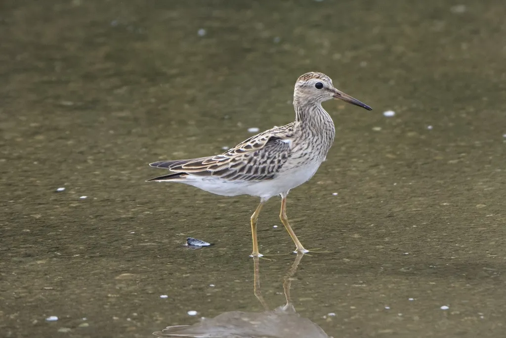 斑胸滨鹬(Calidris melanotos)
