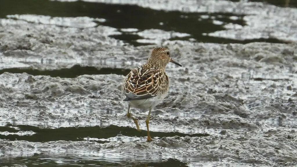 斑胸滨鹬(Calidris melanotos)