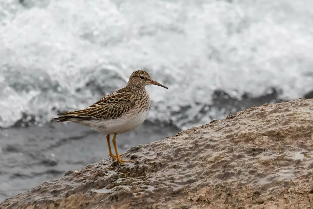 斑胸滨鹬(Calidris melanotos)