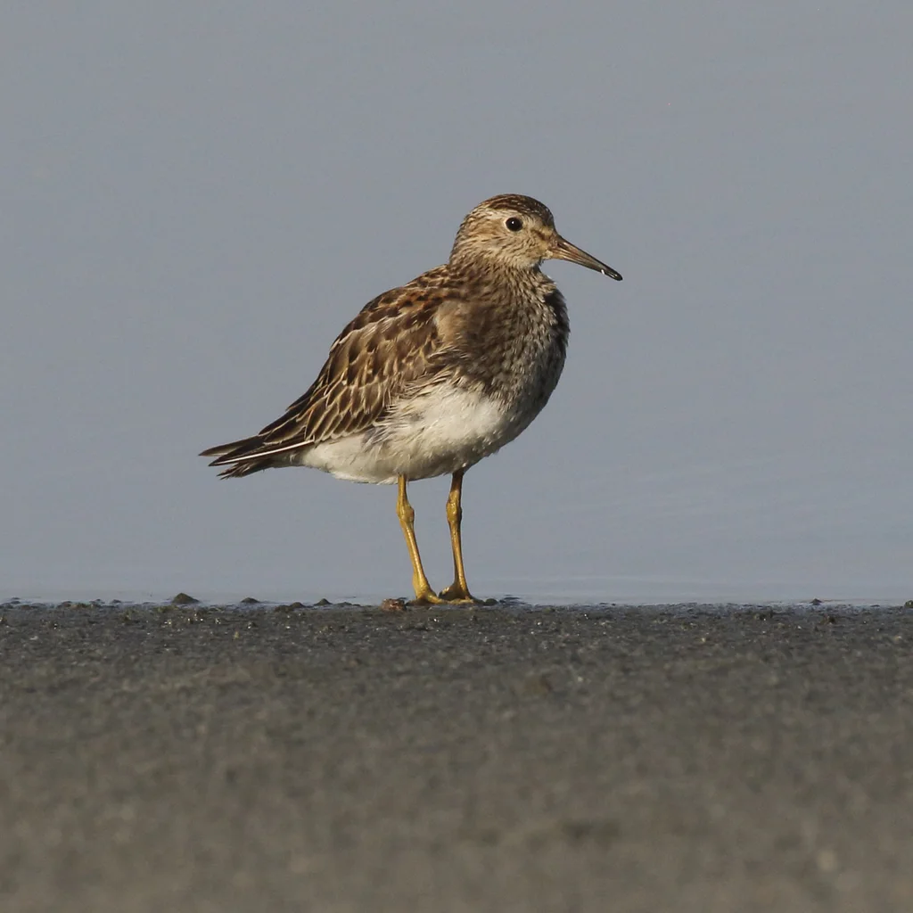 斑胸滨鹬(Calidris melanotos)