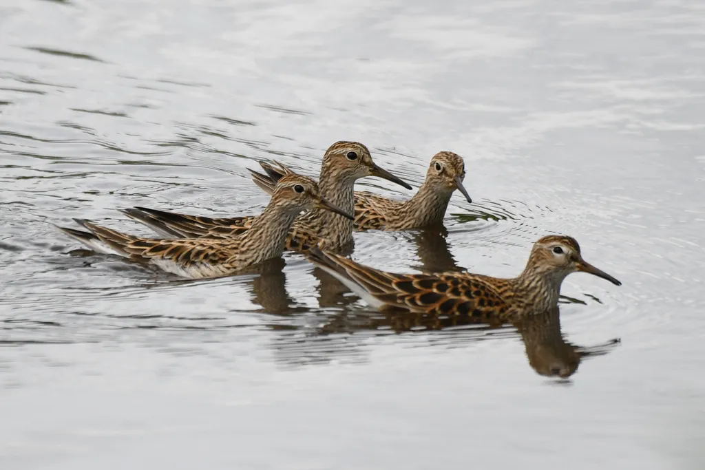 斑胸滨鹬（Calidris melanotos）