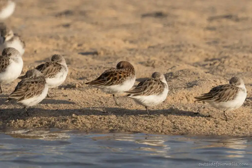 小滨鹬(Calidris minuta)