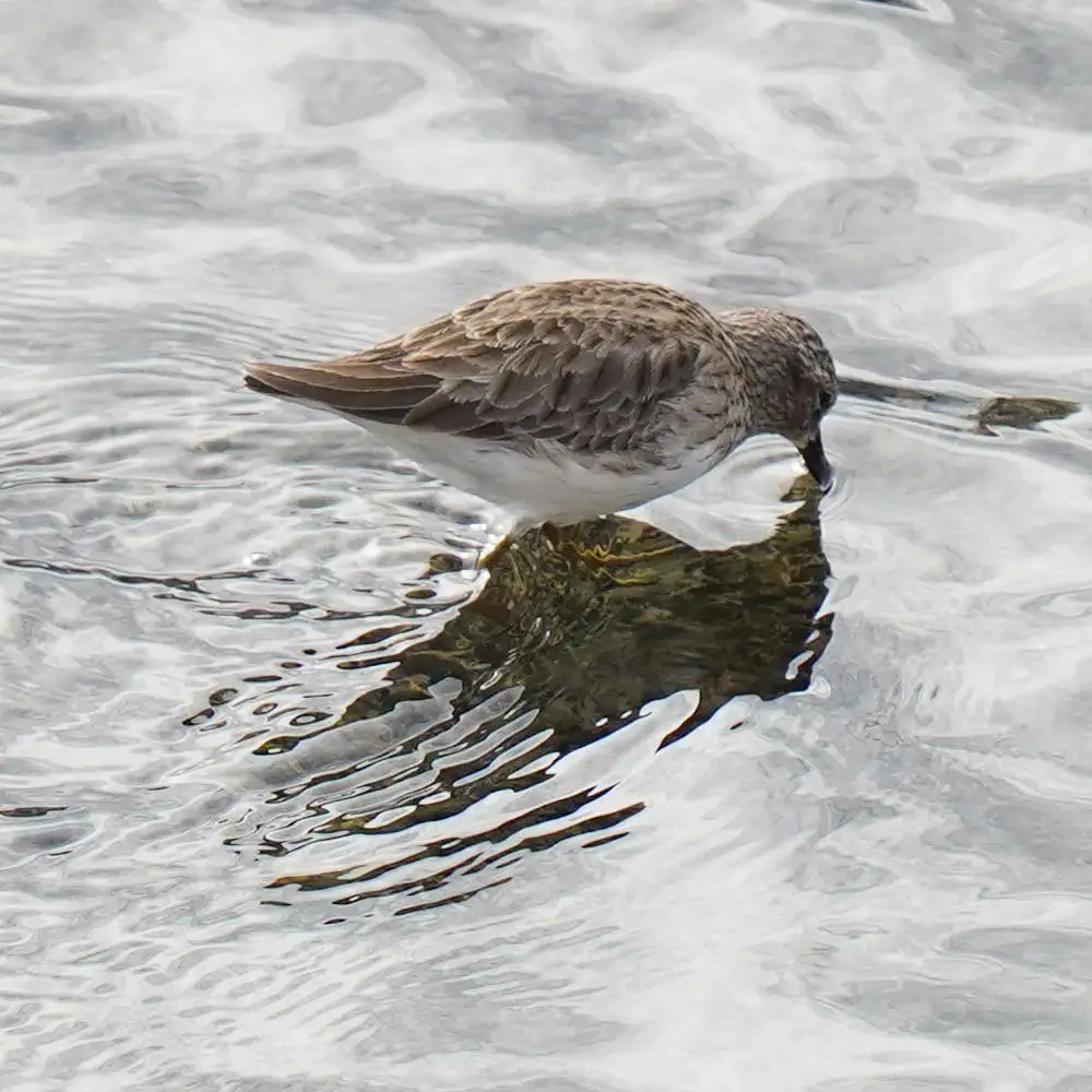 美洲小滨鹬(Calidris minutilla)