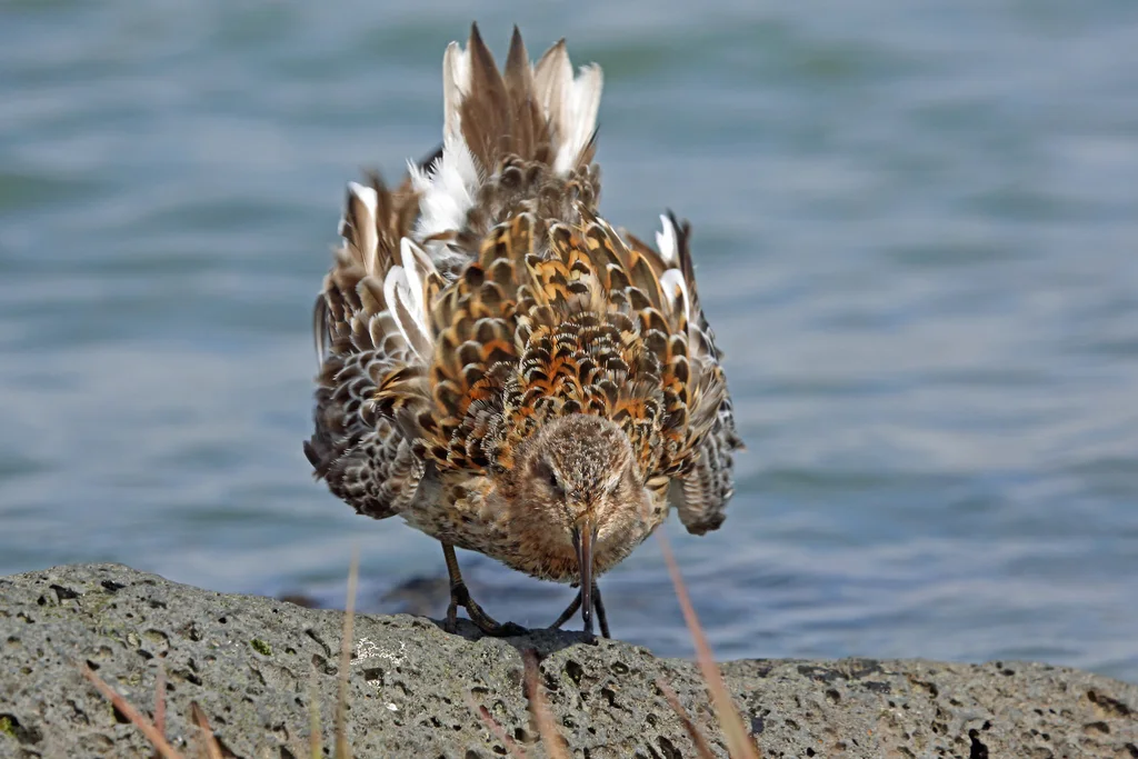 岩滨鹬(Calidris ptilocnemis)