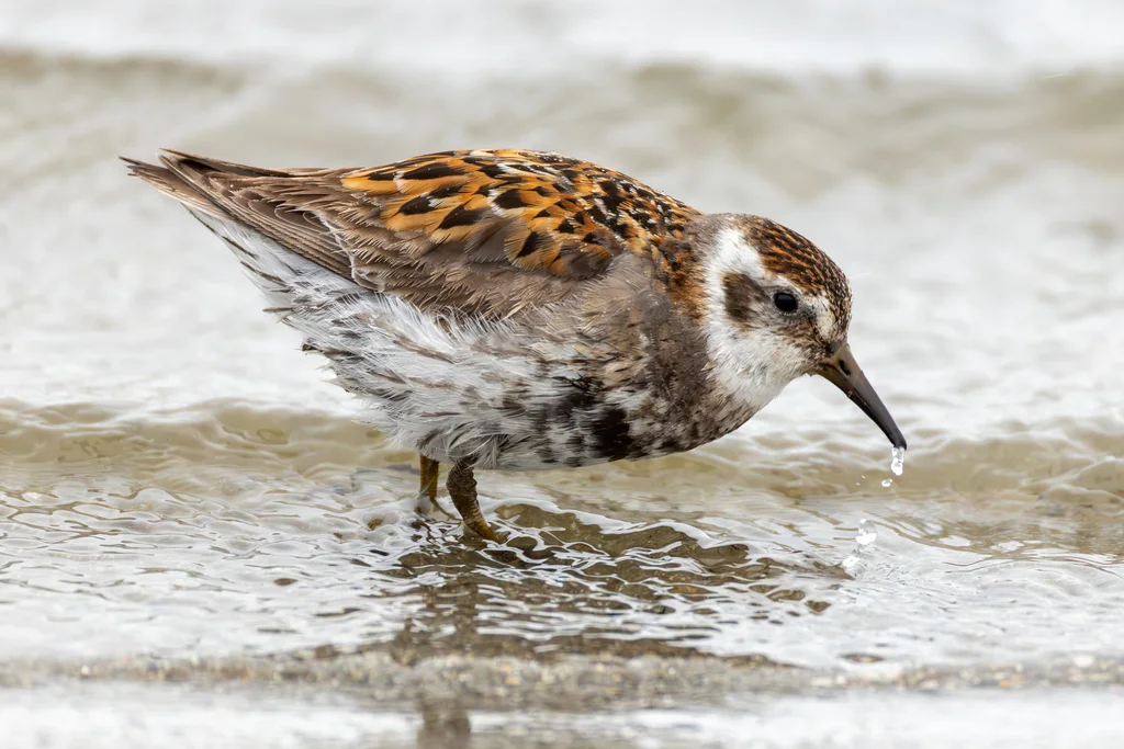 岩滨鹬(Calidris ptilocnemis)