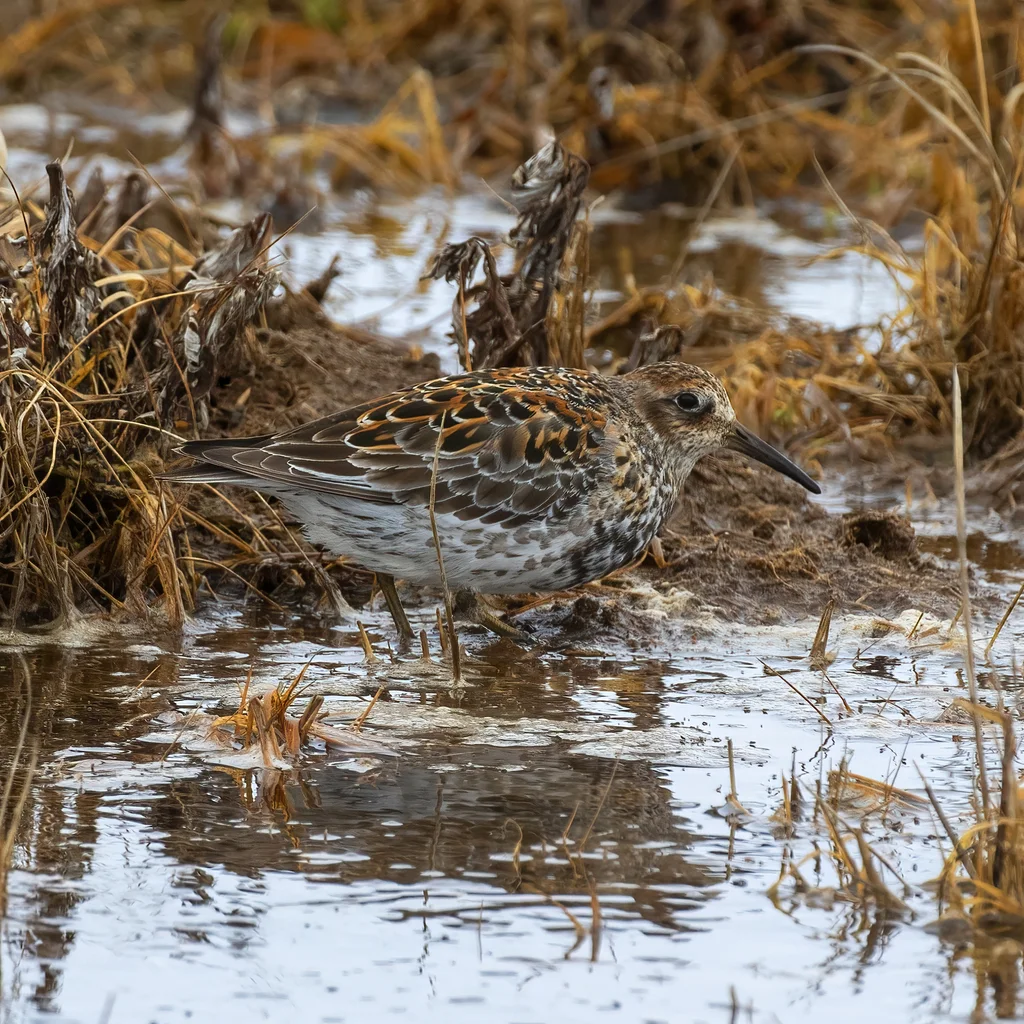 岩滨鹬(Calidris ptilocnemis)
