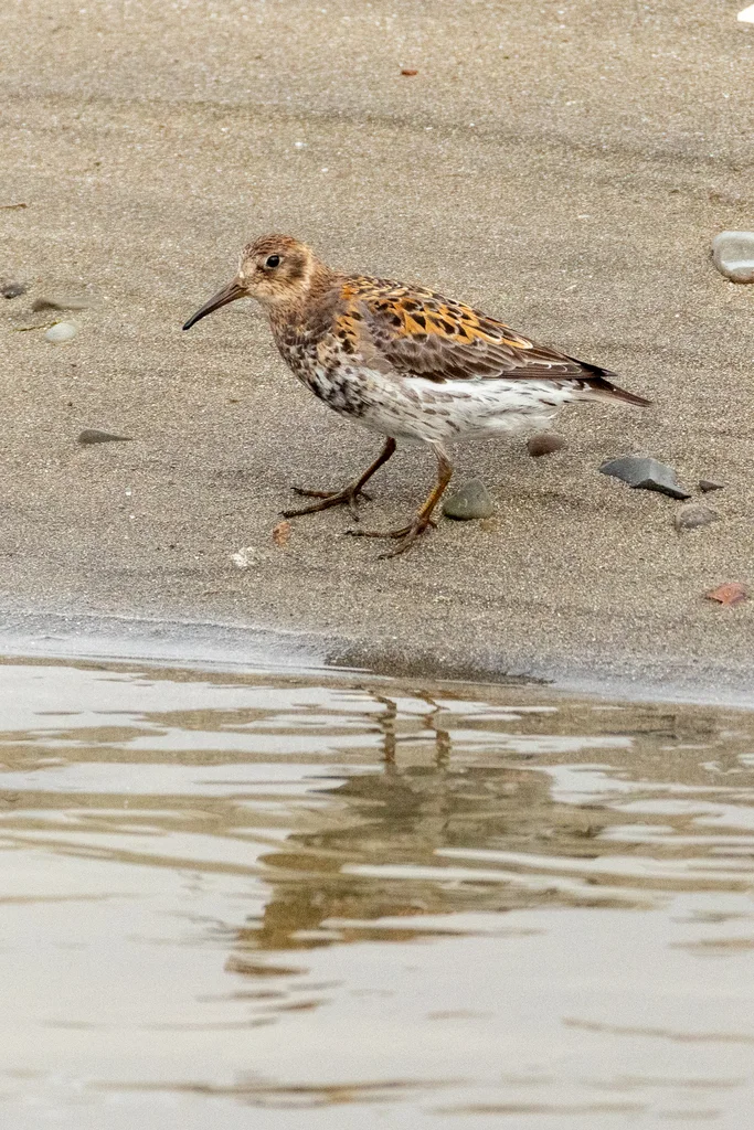 岩滨鹬(Calidris ptilocnemis)