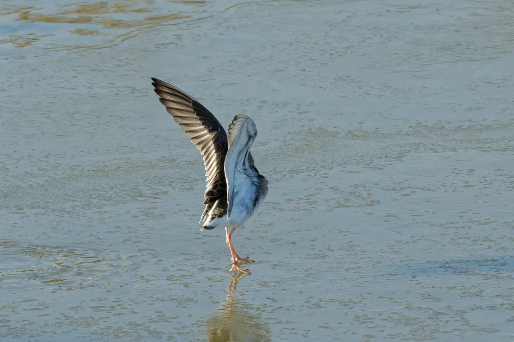 流苏鹬(Calidris pugnax)