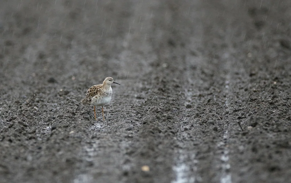 流苏鹬（Calidris pugnax）