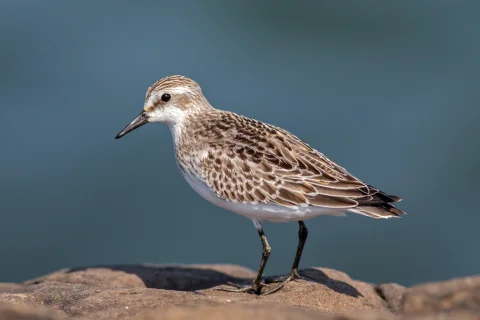 半蹼滨鹬