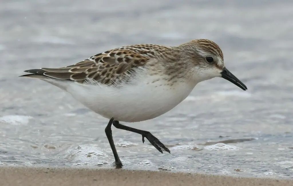 半蹼滨鹬(Calidris pusilla)