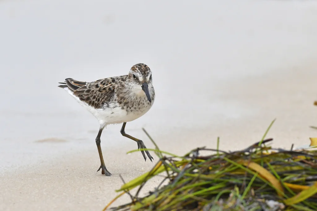 半蹼滨鹬(Calidris pusilla)