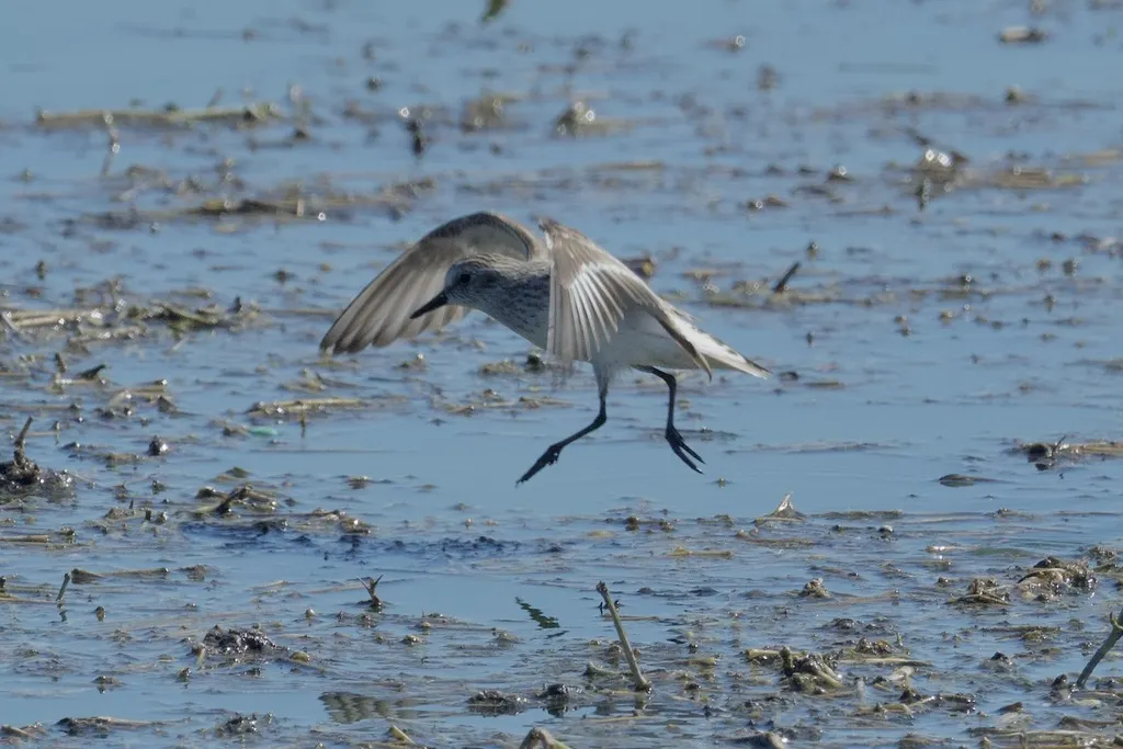 半蹼滨鹬(Calidris pusilla)