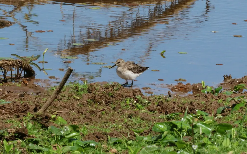 半蹼滨鹬(Calidris pusilla)