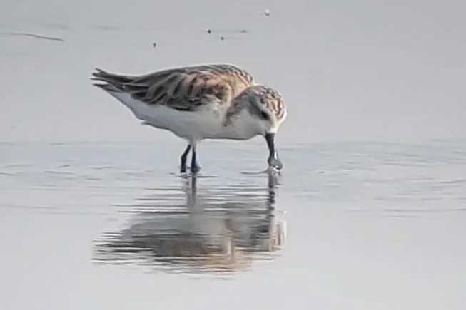 勺嘴鹬(Calidris pygmaea)