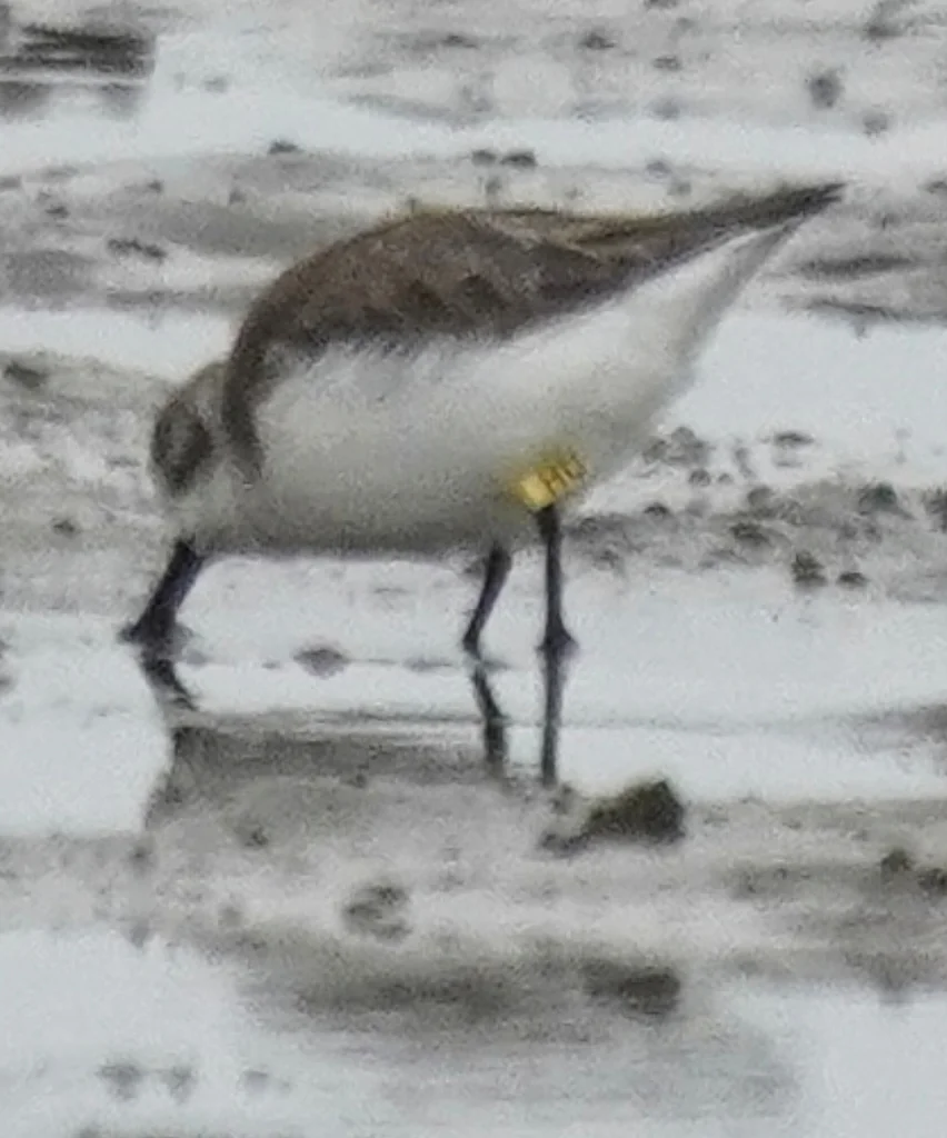 勺嘴鹬(Calidris pygmaea)