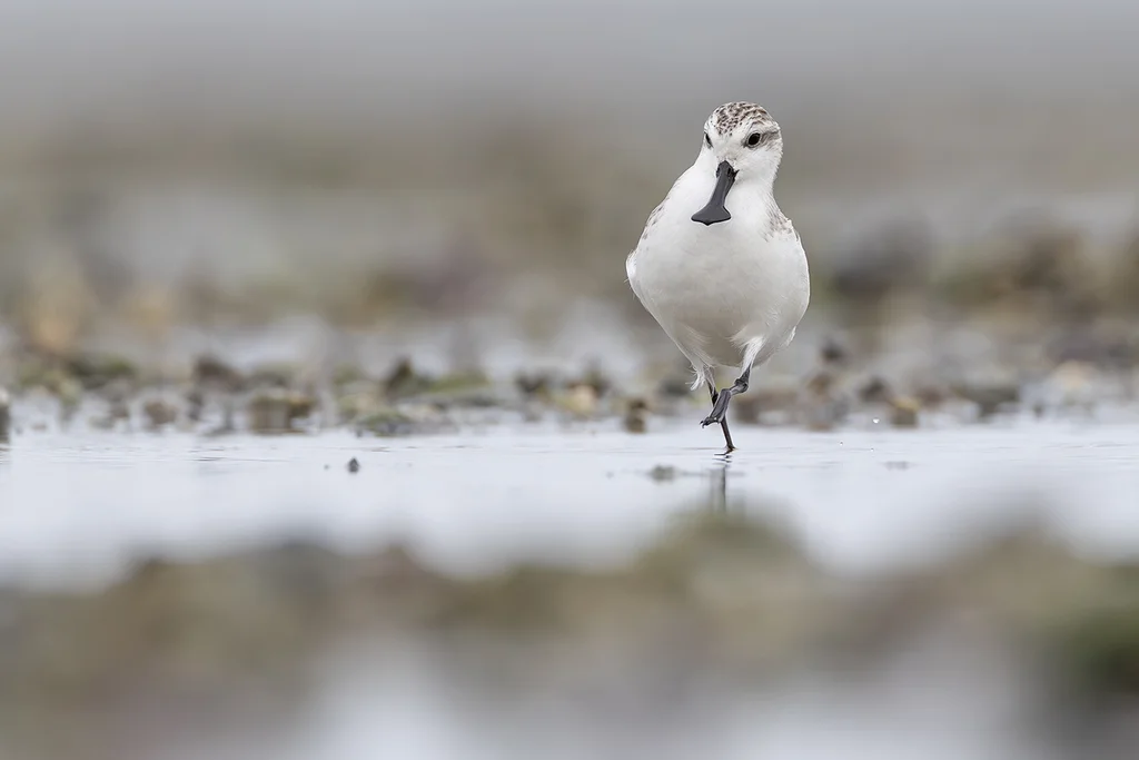 勺嘴鹬(Calidris pygmaea)