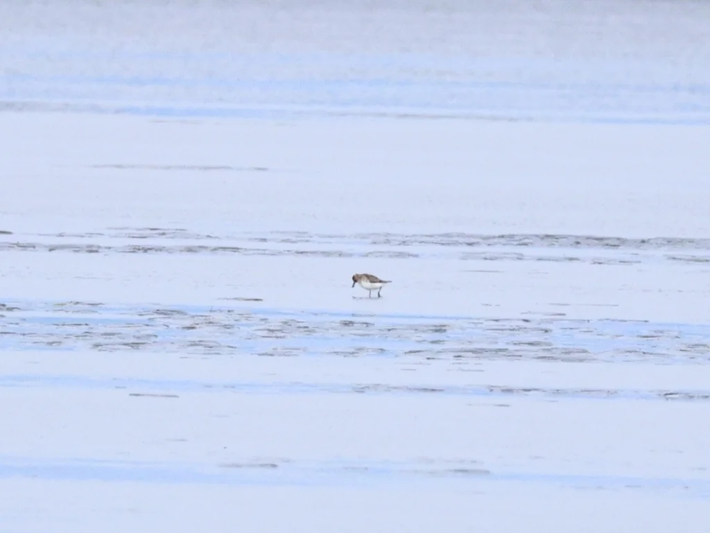 勺嘴鹬(Calidris pygmaea)