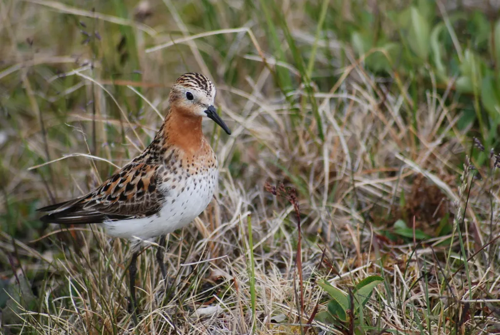 红颈滨鹬(Calidris ruficollis)