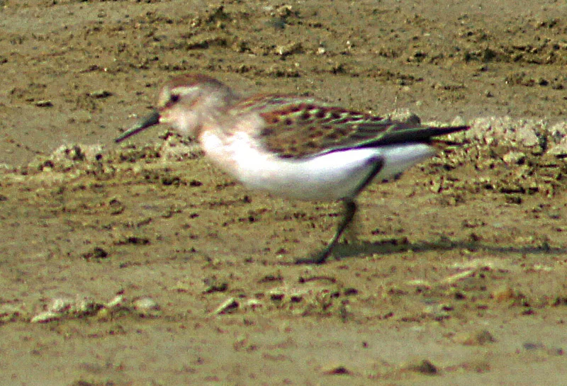 红颈滨鹬(Calidris ruficollis)