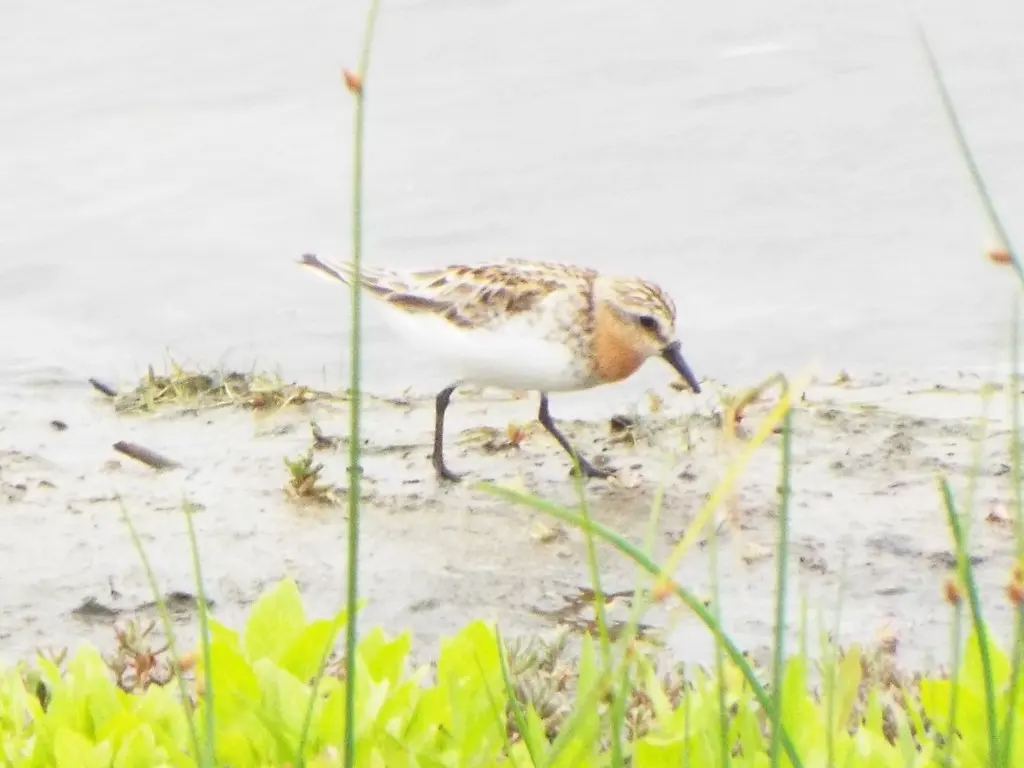 红颈滨鹬(Calidris ruficollis)