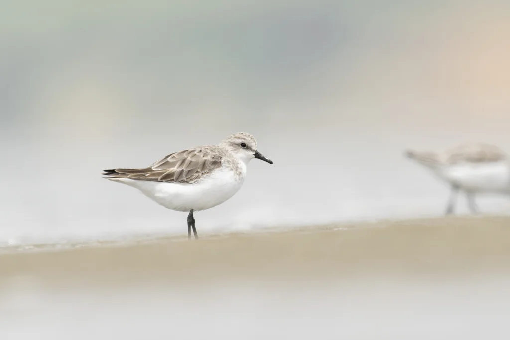 红颈滨鹬(Calidris ruficollis)