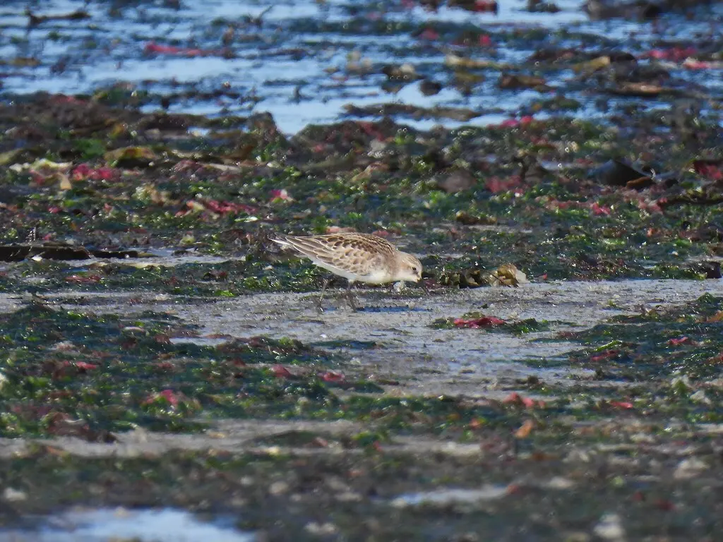 红颈滨鹬(Calidris ruficollis)