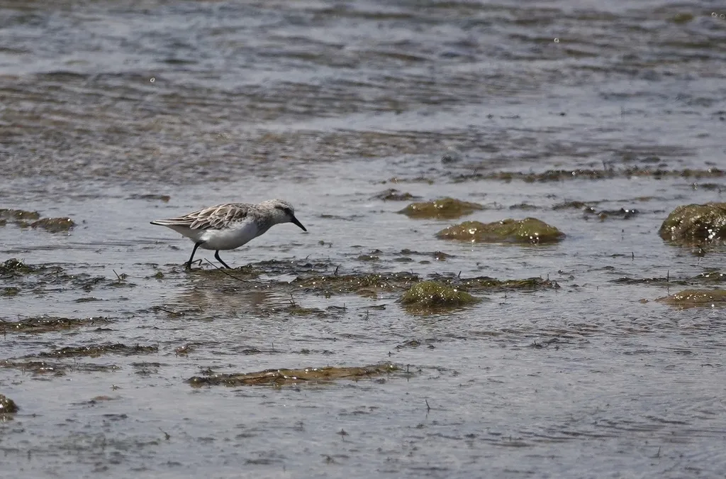 红颈滨鹬(Calidris ruficollis)