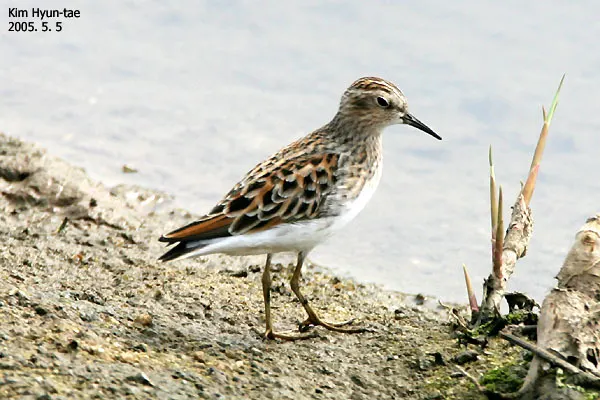 长趾滨鹬（Calidris subminuta）